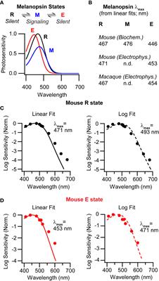 The multistable melanopsins of mammals
